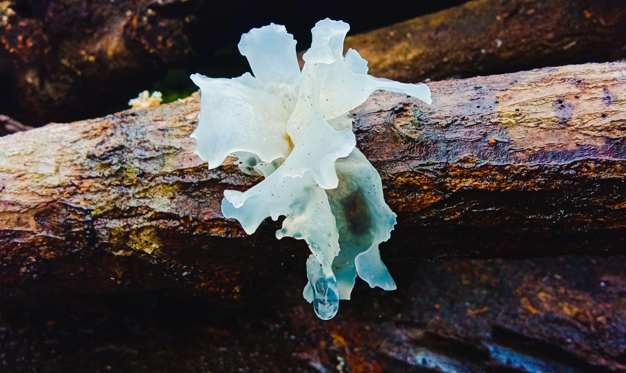 Desbloquee el poder de Tremella: ¡Mejore su cabello, piel y uñas con este increíble adaptógeno!