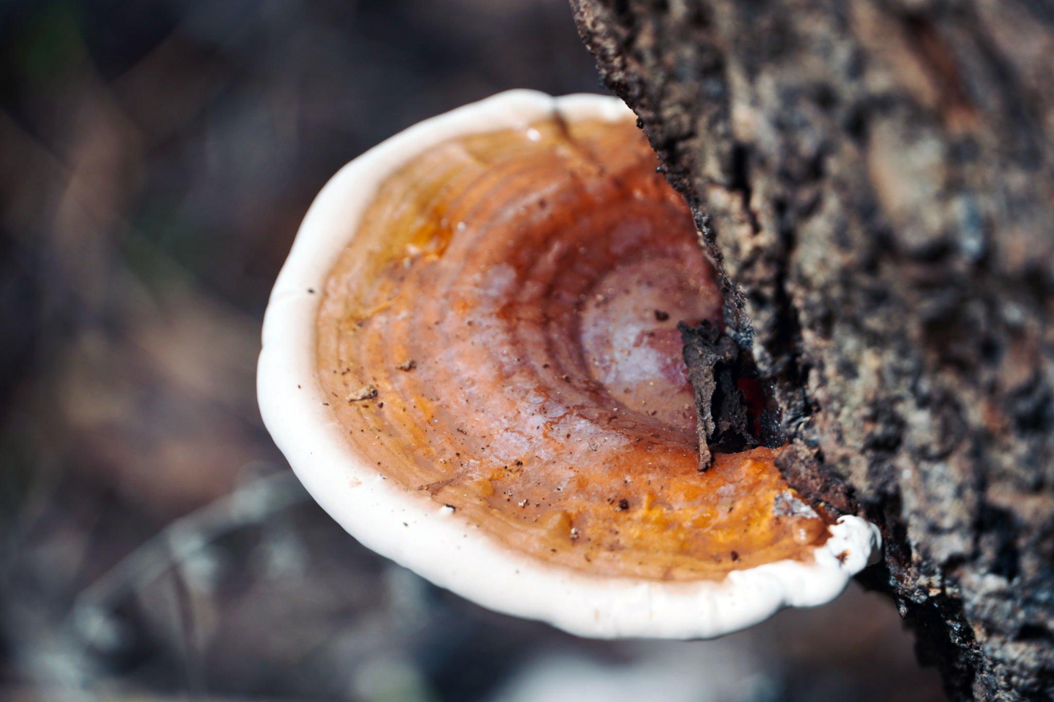 Aumenta tu inmunidad de forma natural con Reishi, el adaptógeno superestrella